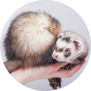 Ferret, Cute Fluffy Pet In Hand Sticker