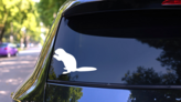 Ferret Feeding Sticker on a Rear Car Window (New) example