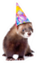 Ferret In Birthday Hat Looking At Camera Sticker