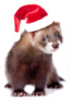 Ferret In Red Christmas Hat Looking At Camera Sticker