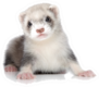 Ferret Puppy On A White Background Sticker