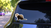 Ferret Sitting And Looking Away Sticker on a Rear Car Window (New) example