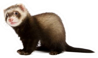 Ferret Sitting And Looking Away Sticker