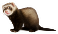 Ferret Sitting And Looking Away Sticker