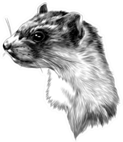 Ferret Sketch Head Monochrome Pattern Sticker