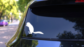 Ferret Sticker on a Rear Car Window (New) example