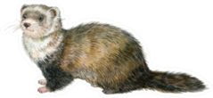 Ferret Watercolor Illustration Sticker