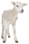 Few Days Old Lamb Standing Sticker