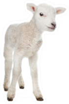 Few Days Old Lamb Standing Sticker