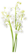 Few Sprigs Of Lily Of The Valley Sticker