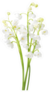 Few Sprigs Of Lily Of The Valley Sticker