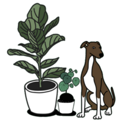 Fiddle Leaf Fig, Money Plant and Cute Dog Sticker