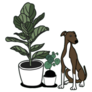 Fiddle Leaf Fig, Money Plant and Cute Dog Sticker