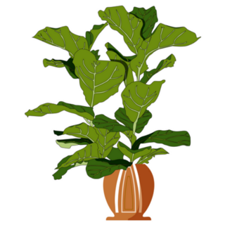 Fiddle Leaf Fig Sticker