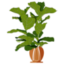 Fiddle Leaf Fig Sticker