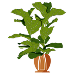 Fiddle Leaf Fig Sticker