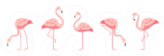 Flamingo Set Sticker