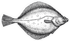 Flat Fish Illustration Sticker