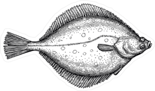 Flat Fish Illustration Sticker