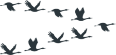 Flock Of Cranes Or Stork Black Silhouette In Flying Sticker