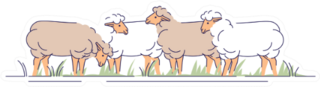 Flock Of Sheeps On Pasture Sticker