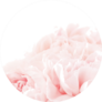 Floral Background Of Pink Carnation Flowers Sticker
