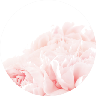 Floral Background Of Pink Carnation Flowers Sticker