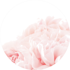 Floral Background Of Pink Carnation Flowers Sticker