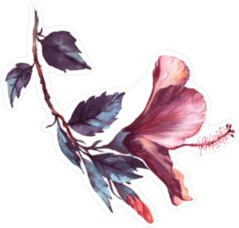 Floral Illustration of Tender Pink Hibiscus Sticker