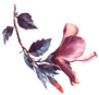 Floral Illustration of Tender Pink Hibiscus Sticker