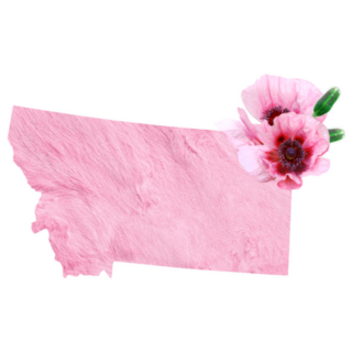 Flower In Tender Pink Colors On Montana Sticker
