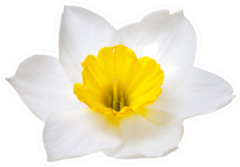 Flower Of A Daffodil Sticker