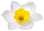 Flower Of A Daffodil Sticker
