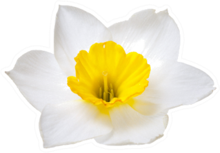 Flower Of A Daffodil Sticker
