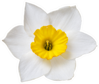 Flower Of A Daffodil With A Yellow Center Sticker