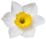 Flower Of A Daffodil With A Yellow Center Sticker