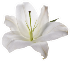 Flower White Lily Isolated On White Background Sticker