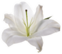 Flower White Lily Isolated On White Background Sticker