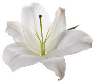 Flower White Lily Isolated On White Background Sticker