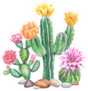 Flowering Cactus Collection Sticker