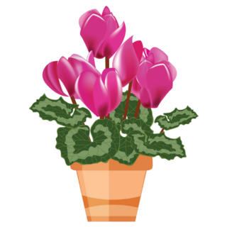 Flowering Pink Begonia Flower Indoor Plant Sticker