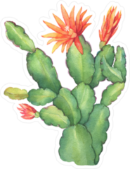 Flowering Thanksgiving Cactus Sticker