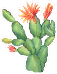 Flowering Thanksgiving Cactus Sticker