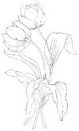 Flowers Are Tulips Sketch Sticker