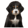 Fluffy Bernese Pup Sticker