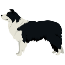 Fluffy Border Collie Sticker