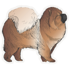 Fluffy Chow Chow Sticker