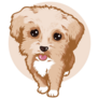 Fluffy Maltipoo Sticker