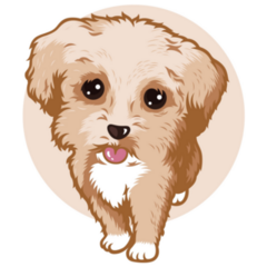 Fluffy Maltipoo Sticker