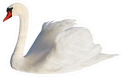 Fluffy White Swan, Isolated On White Sticker